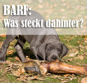 BARF: Was steckt dahinter?