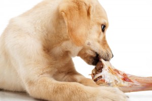 BARF Hundeernährung