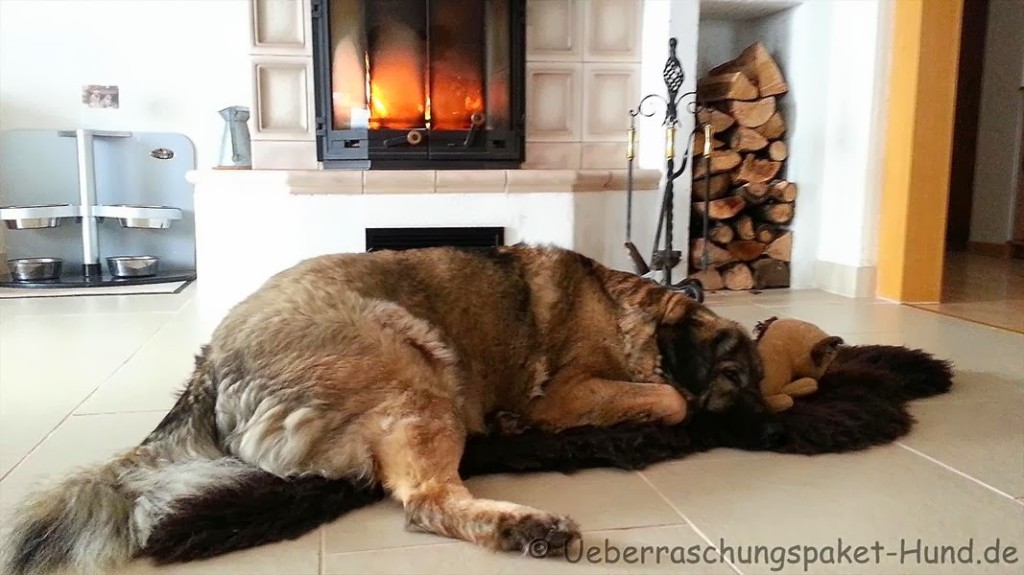 Im Interview mit Isabella Überraschungspaket Hund Barfinfo.de