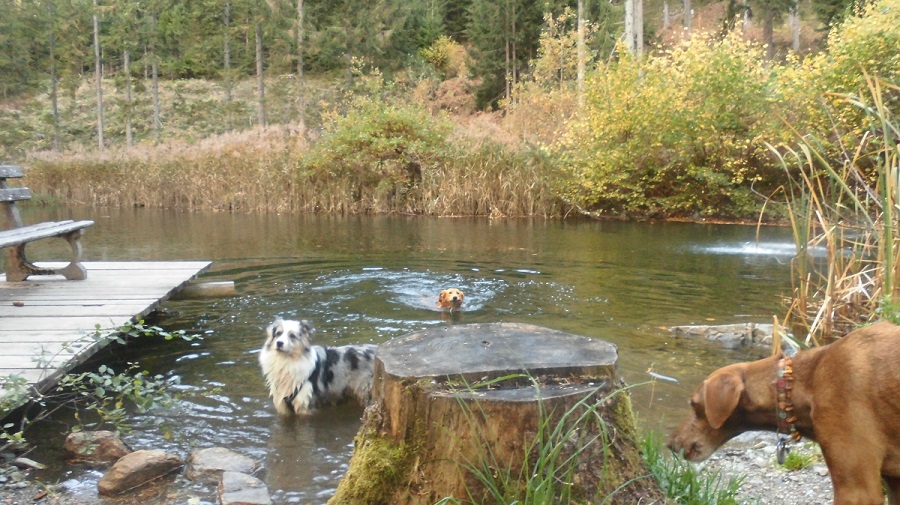 Hunde im Wasser