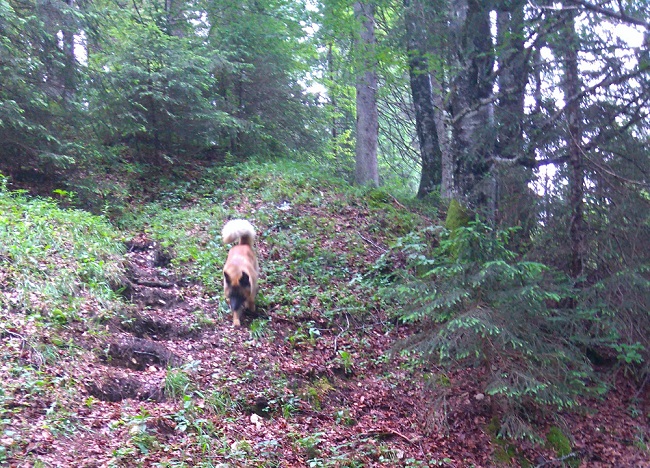 Sammy im Wald Hund