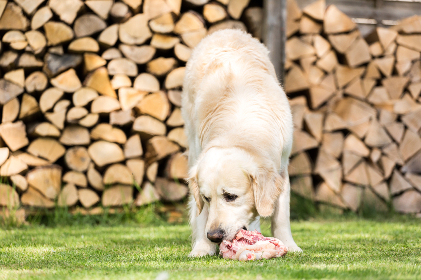 Hund rohes Fleisch