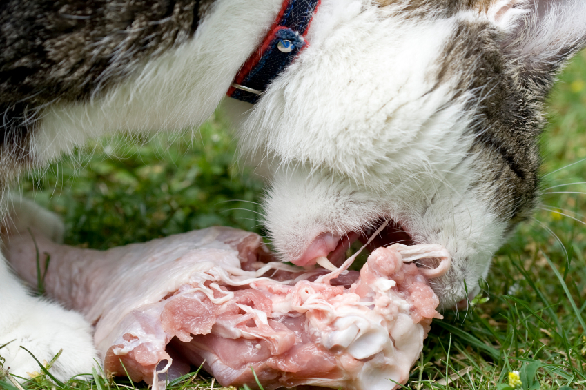 katze mit Fleisch