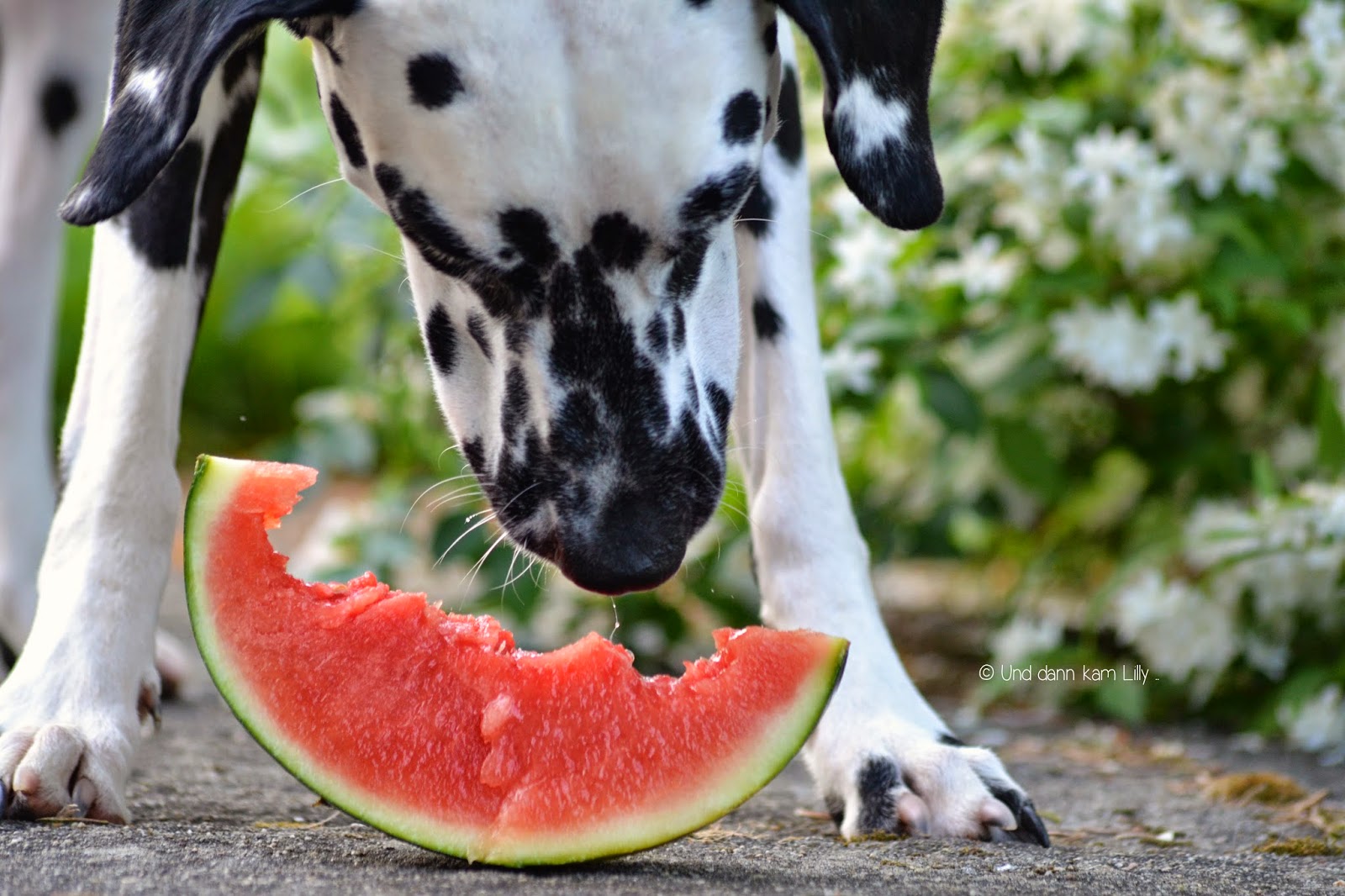 Dalmatiner frisst Melone