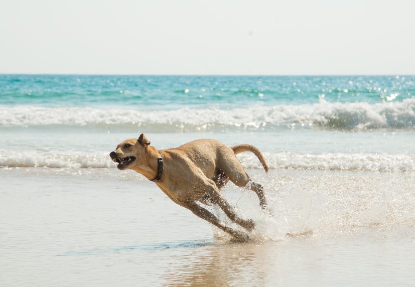 Hund am Strand