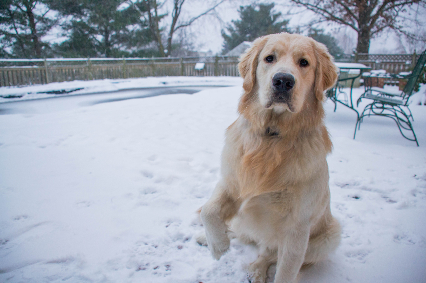 Golden Retriever im Schnee