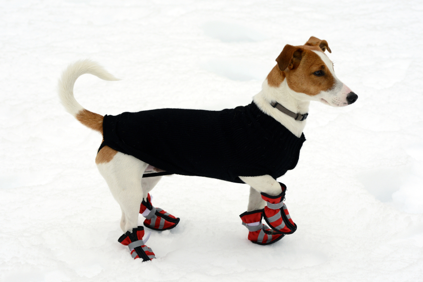 Terrier mit Mantel und Schuhen