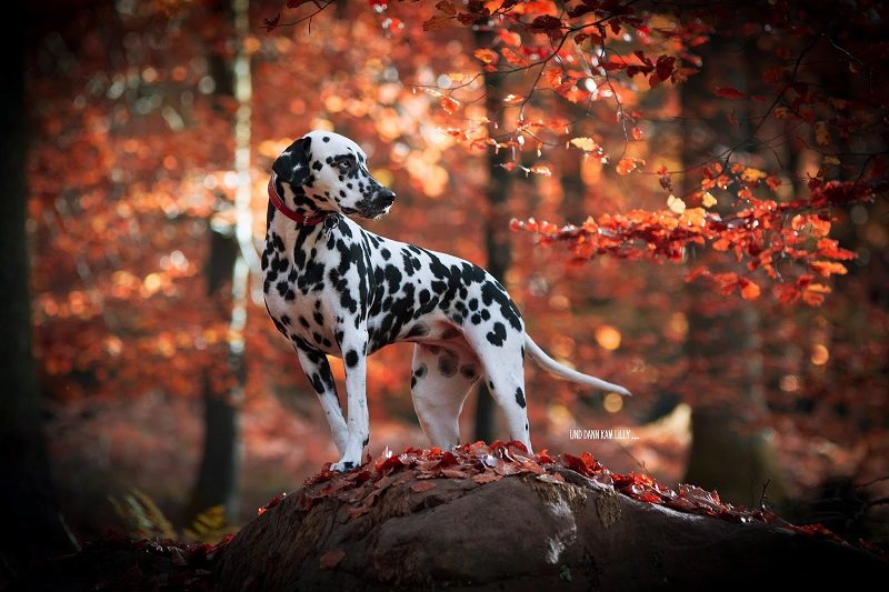 Dalmatiner im Wald Herbst