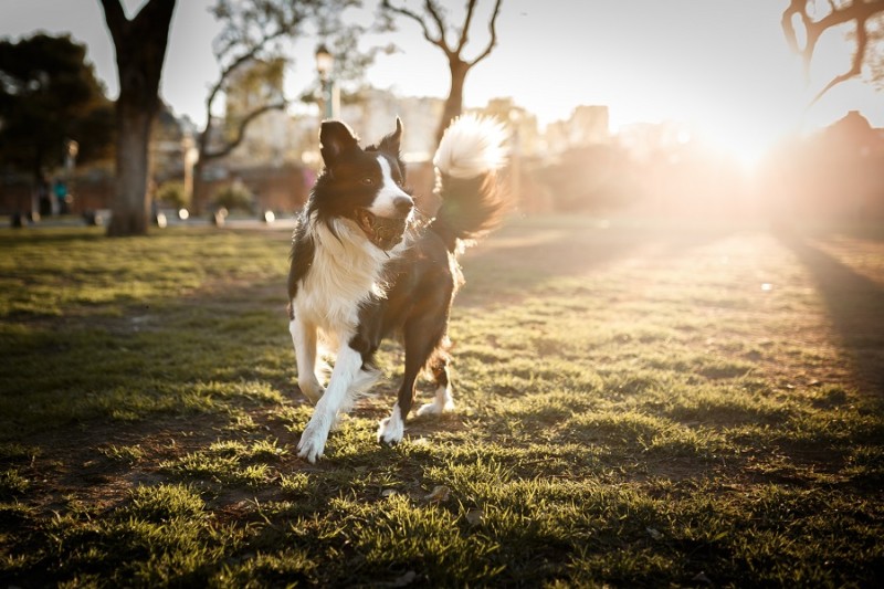 Hund abnehmen mit BARF und Bewegung